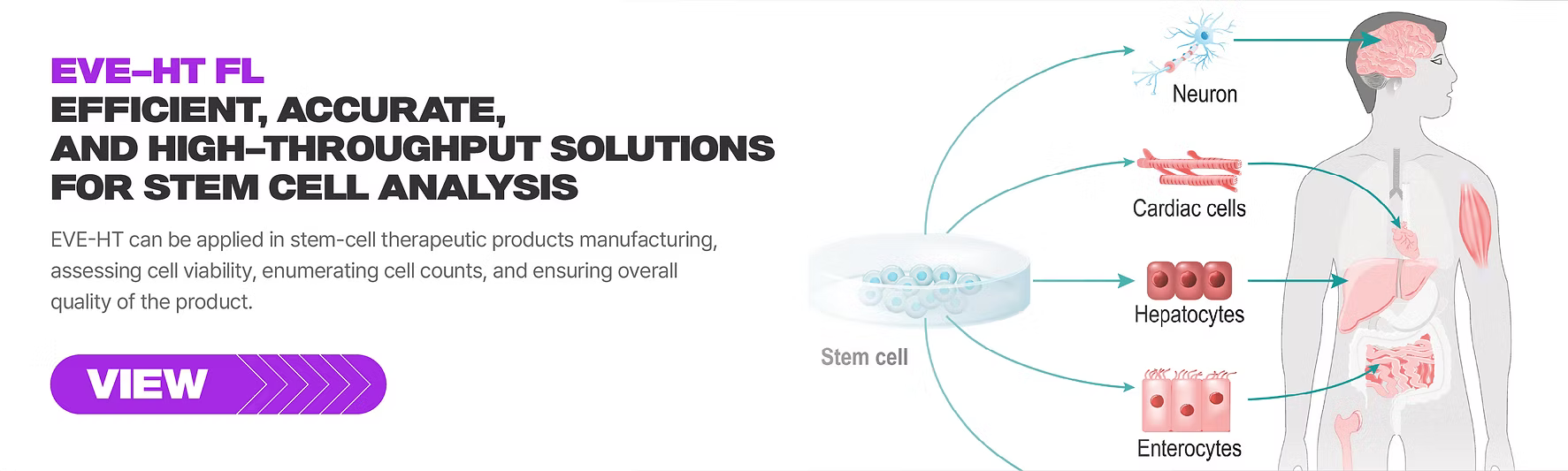 Cell Counters