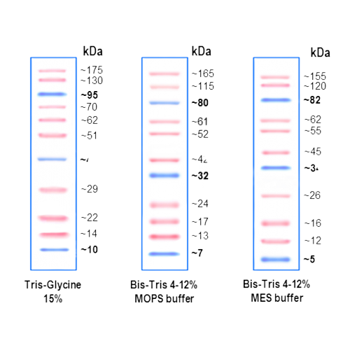 Protein Ladders