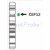 Chromosome 12 centromere detection probe (CEP12)