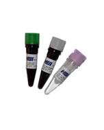 MBI EVOlution Probe (R) qPCR mix (With Rox) 4ml (1000 reactions)