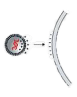 MA Lipofection Enhancer-MA Lipofection Enhancer, 200 ul (for up to 200 ug nucleic acids)