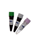 MBI EVOlution Probe qPCR mix (No Rox) 4ml (1000 reactions)